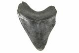 Fossil Megalodon Tooth - South Carolina #169203-1